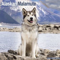 Alaskan Malamute, 30,5 x 30,5 (30,5 x 61) cm 2025