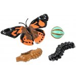 Insect Lore Životní cyklus Motýl – Zboží Dáma