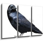 Obraz 3D třídílný - 105 x 70 cm - Black raven. Bird isolated on white. Černý havran. Pták izolovaných na bílém. – Sleviste.cz