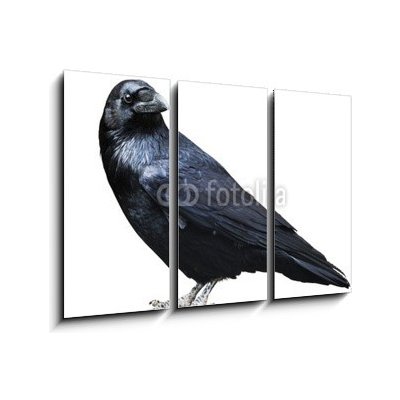 Obraz 3D třídílný - 105 x 70 cm - Black raven. Bird isolated on white. Černý havran. Pták izolovaných na bílém.