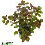 Ludwigia sp. Super Red – Zboží Dáma