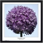 TRADAG Natura 50 x 50 černý – Zboží Živě