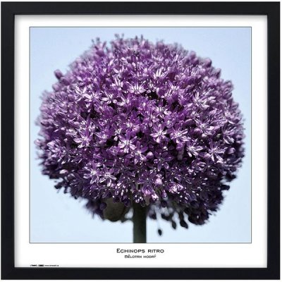 TRADAG Natura 50 x 50 černý – Zboží Živě