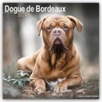 Dogue De Bordeaux Square Dog Breed Wall 16 Month 2024 – Hledejceny.cz