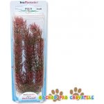 Tetra rostlina Red Foxtail Plus 30 cm – Hledejceny.cz