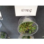 Bucephalandra biblis – Sleviste.cz