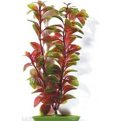 Hagen rostlina Red Ludwigia 30 cm – Zbozi.Blesk.cz