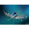 Tapety WEBLUX Fototapeta plátno Beautiful dew drops on a dandelion seed macro. Beautiful soft light blue and violet background. Water drops on a parachutes dandelion on a beauti 174 x 120 cm