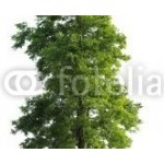 WEBLUX 23591299 Samolepka fólie Tree isolated Strom izolovaný rozměry 100 x 73 cm – Hledejceny.cz