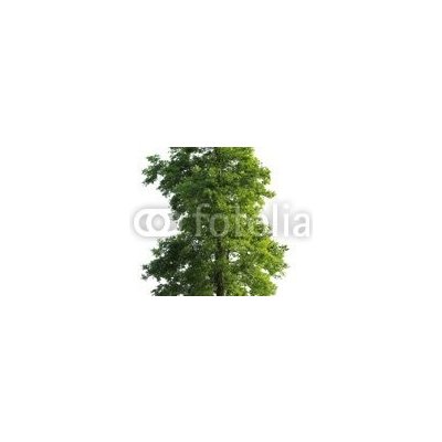 WEBLUX 23591299 Samolepka fólie Tree isolated Strom izolovaný rozměry 100 x 73 cm – Hledejceny.cz