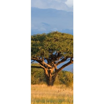 WEBLUX 4280552 Samolepka na dveře fólie African Acacia tree Africký strom  akácie, národní park Hwange, Zimbabwe, rozměry 90 x 220 cm od 612 Kč -  Heureka.cz