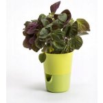 Nohel Garden květináč samozavlažovací ROSMARIN na bylinky 11 cm – Sleviste.cz