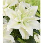 Lilie plnokvětá Roselily Aisha - Lilium - cibule lilie - 1 ks