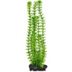 Tetra rostlina Ambulia 30 cm – Zboží Mobilmania