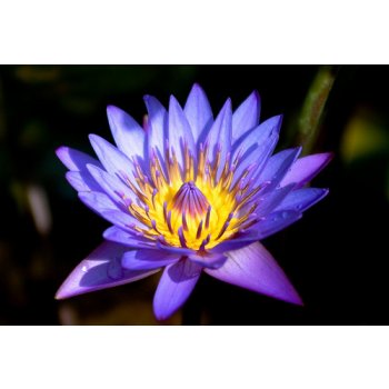 LEKNÍN TMAVĚ MODRÝ NYMPHAEA DARK BLUE /10 SEMEN/ - Nymphaea Capensis