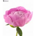 TrigonMedia Pivoňka aroma esenciální vonný olej 120 ml – Hledejceny.cz