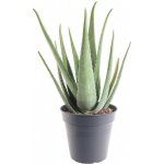 Aloe pravá, Aloe Vera, průměr květináče 19 - 21 cm – Zboží Dáma