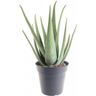 Aloe pravá, Aloe Vera, průměr květináče 19 - 21 cm – Zbozi.Blesk.cz