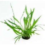 Cryptocoryne spiralis – Sleviste.cz