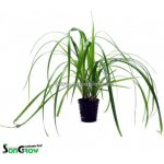 Cyperus helferi - Šáchor Helferův – Zboží Dáma