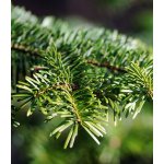 Zafido (distributor) Chvojí - jedle kavkazská 10 kg – Zboží Dáma