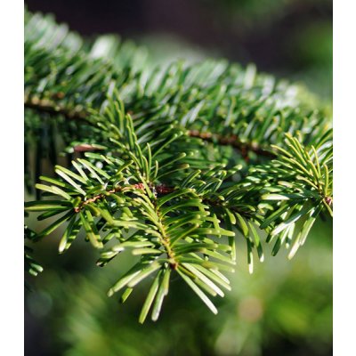 Zafido (distributor) Chvojí - jedle kavkazská 10 kg – Zboží Dáma