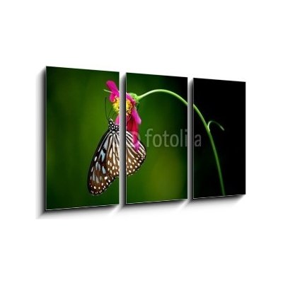 Obraz 3D třídílný - 90 x 50 cm - tropical rainforest butterfly tropický deštný prales motýl