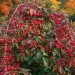 Euonymus europaeus 'Red Cascade' Prodejní velikost: 040/060, Velikost hrnku: 2 l – Sleviste.cz