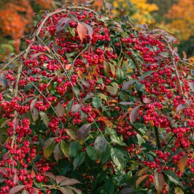 Euonymus europaeus 'Red Cascade' Prodejní velikost: 040/060, Velikost hrnku: 2 l – Sleviste.cz