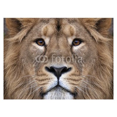 WEBLUX 99132688 Fototapeta vliesová The face of an Asian lion. The King of beasts Tvář asijského lva. Král zvířat největší kočka světa pohlédl přímo do kamery. Nejneb rozměry 270 x 200 cm – Zboží Mobilmania