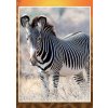 Aria-cards Pohlednice zebra