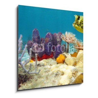 Obraz 1D - 50 x 50 cm - Colorful underwater marine life seabed Barevné podvodní mořské dno mořského života – Zboží Mobilmania