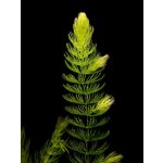 Ceratophyllum demersum - Růžkatec ponořený – Sleviste.cz