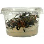 Bucephalandra Kedagang – Zboží Dáma