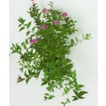 Spiraea bumalda 'Atrorosea' Prodejní velikost: 020/030, Velikost hrnku: 1 l