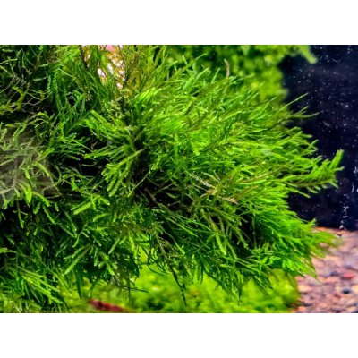 Taxiphyllum sp. Spiky Moss 7 cm – Zboží Mobilmania