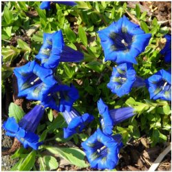 Hořec úzkolistý - Gentiana angustifolia - semena hořce - 8 ks