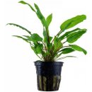 Cryptocoryne wendtii Green