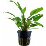 Cryptocoryne wendtii Green – Zboží Dáma
