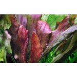 Echinodorus Red Flame - Šípatkovec Red Flame – Zboží Dáma Echinodorus Red Flame - Šípatkovec Red Flame – Zboží Dáma