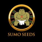 Sumo Seeds Sumo's Big Bud semena neobsahují THC 3 ks – Zboží Mobilmania
