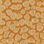 Pebeo Fantasy efektová barva Prisme 45 ml Summer Yellow – Hledejceny.cz