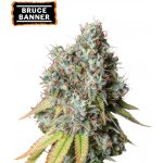Seedstockers Bruce Banner AUTO semena neobsahují THC 5 ks – Zboží Dáma