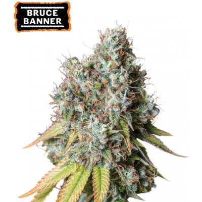 Seedstockers Bruce Banner AUTO semena neobsahují THC 5 ks – Zboží Dáma