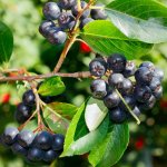 Aronie - Černý jeřáb - Aronia melanocarpa - semena - 7 ks – Sleviste.cz