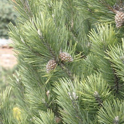 FloraSelf Borovice kleč Botanico Pinus mugo 'Gnom' výška 50-60 cm květináč 10 l – Hledejceny.cz