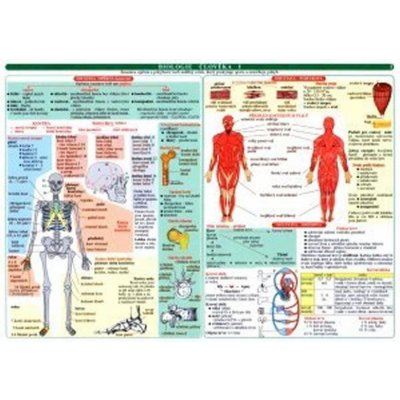 Tabulka - biologie člověka, 1. vydání – Hledejceny.cz
