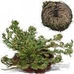 Růže z Jericha – Zbozi.Blesk.cz