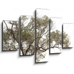 Obraz 5D pětidílný - 150 x 100 cm - tree isolated on white background. strom izolovaných na bílém pozadí. – Hledejceny.cz
