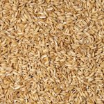 Avicentra oves nahý 1 kg – Zboží Dáma